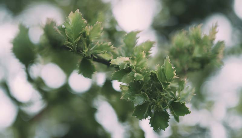 Pruning Made Easy: Tips for Healthy Plant Growth